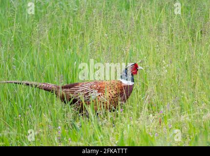 Faisan caché dans l'herbe avec un oeil vigilant, près de la rivière po, Cremona. Banque D'Images