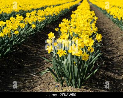 Des rangées de jonquilles en fleurs sur les champs de la vallée de Skagit - État de Washington, États-Unis Banque D'Images