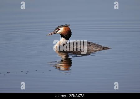 Great Crested Grebe à Ham Wall Somerset Royaume-Uni Banque D'Images