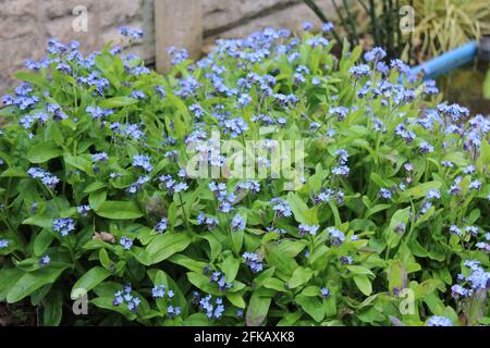 Myosotis sylvatica, oubliez-moi pas de petites fleurs bleues Banque D'Images