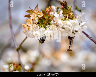 Une abeille collectant le nectar des cerisiers en fleurs au printemps à Cooks Yard Farm à Northiam, East Sussex, Royaume-Uni Banque D'Images