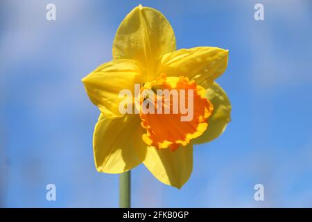 Une fleur de jonquille jaune vif, Narcissus, qui fleurit au soleil du printemps, gros plan, fond bleu ciel Banque D'Images