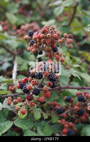 Rubus fructicosus. Maturation des mûres dans la haie. Banque D'Images