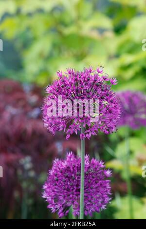 Allium 'Purple sensation' dans un jardin de cottage anglais. Banque D'Images