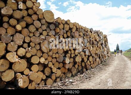 Énorme pile de billes de coupe prêtes à être transportées la scierie industrielle Banque D'Images