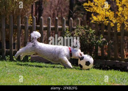 bolonka dans le jardin joue au ballon Banque D'Images