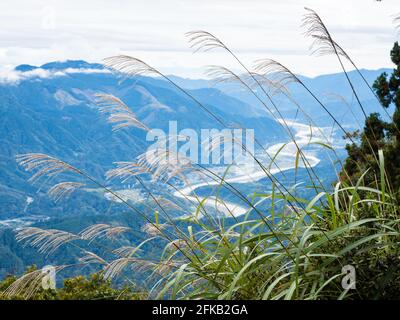 Susuki pousse au sommet du Mont Minobu avec vue panoramique sur la vallée du Fuji - préfecture de Yamanashi, Japon Banque D'Images