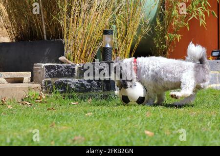 bolonka dans le jardin joue au ballon Banque D'Images