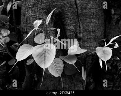 une vue rapprochée des feuilles de banyan tree fraîches coffre en noir et blanc Banque D'Images