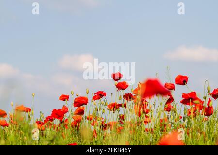 Champ de fleurs de coquelicots rouges, gros plan. Heure d'été Banque D'Images