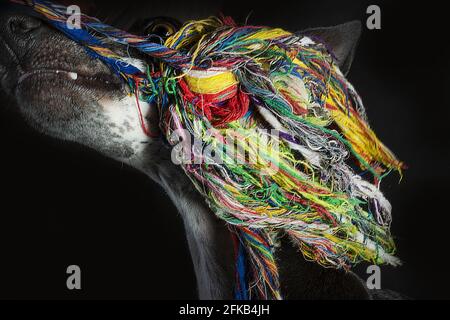 Impressionnant Studio photo de chien jouant avec des fils de corde colorée. Conçu pour les panneaux d'affichage avec beaucoup d'espace de copie. Sur fond noir Banque D'Images