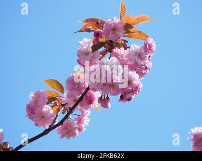 Sheerness, Kent, Royaume-Uni. 30 avril 2021. Météo au Royaume-Uni : un matin ensoleillé Sheerness, Kent. Crédit : James Bell/Alay Live News Banque D'Images
