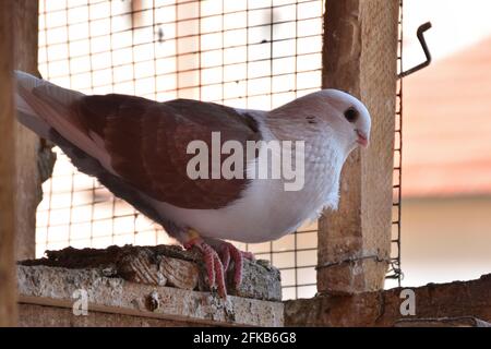 Pigeon debout sur la porte ouverte du loft en cage de bois. Colombe de la race Djulija avec des ailes brunes Banque D'Images