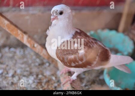 Jeune pigeon debout sur une planche dans un loft en cage de bois. Colombe de la race Djulija avec des ailes brunes Banque D'Images