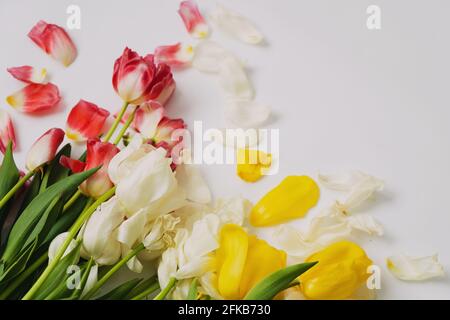 Photo de tulipes jaunes, rouges et blanches séchées, après les vacances. copyspace. Banque D'Images