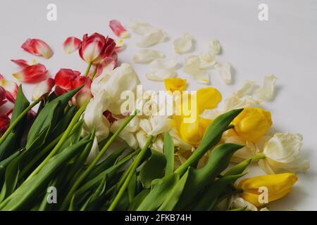 Photo de tulipes jaunes, rouges et blanches séchées, après les vacances. copyspace. Banque D'Images