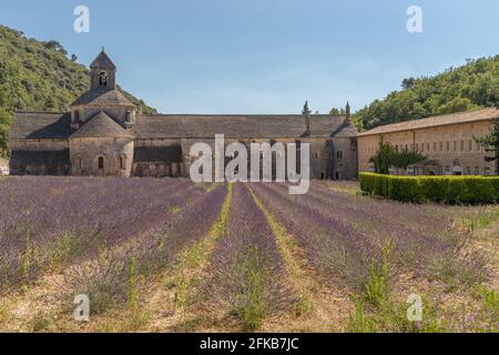 Champs de lavande en face de l'abbaye notre Dame de Sénanque en Provence, France, Europe Banque D'Images