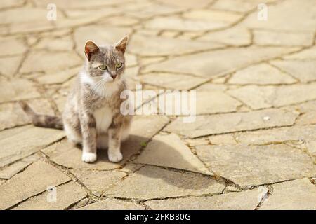 Au printemps, un joli chaton tricolore repose sur la chaussée carrelée de brun. Cat Relax extérieur. Banque D'Images