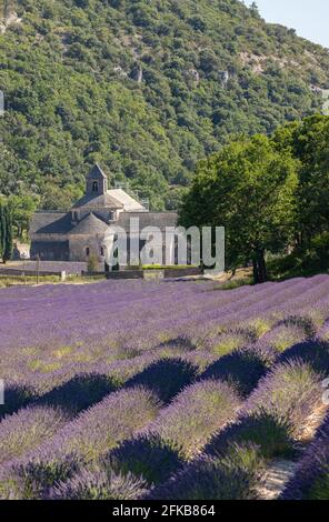 Champs de lavande en face de l'abbaye notre Dame de Sénanque en Provence, France, Europe Banque D'Images