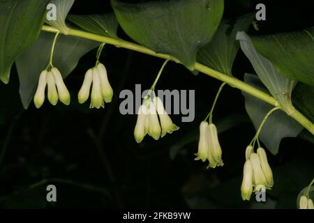 Phoque de soloman eurasien, phoque de Salomon, harpe de David, d'échelle au ciel, phoque de Salomon eurasien (Polygonatum multiflorum), floraison Banque D'Images