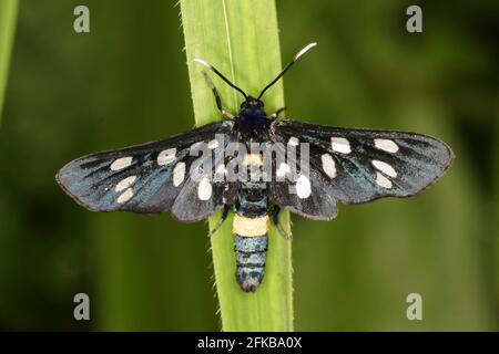 le burnett à ceinture jaune (Syntomis phegea, Amata phegea), se trouve sur une feuille, en Autriche Banque D'Images