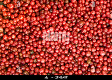 Baie de cowberry, framboise, airelle, canneberge de montagne (Vaccinium vitis-idaea), mûres de lingonis Banque D'Images