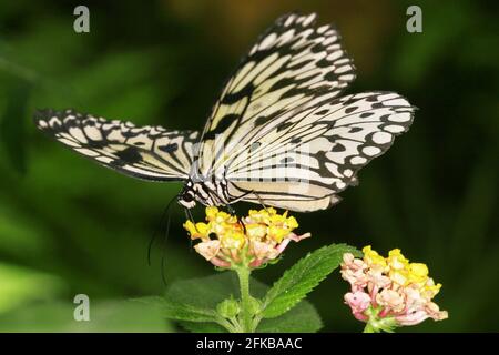 White Tree Nymph, Paper Kite, Rice Paper Butterfly (idée leuconoe), se trouve sur une fleur Banque D'Images