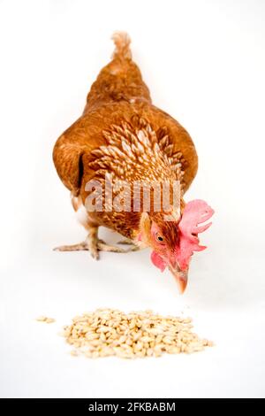 Volaille domestique (Gallus gallus F. domestica), volaille fourraise, découpe Banque D'Images