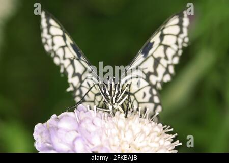 White Tree Nymph, Paper Kite, Rice Paper Butterfly (idée leuconoe), se trouve sur une fleur Banque D'Images