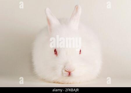 Lapin Angora (Oryctolagus cuniculus F. domestica), jeune lapin blanc Banque D'Images