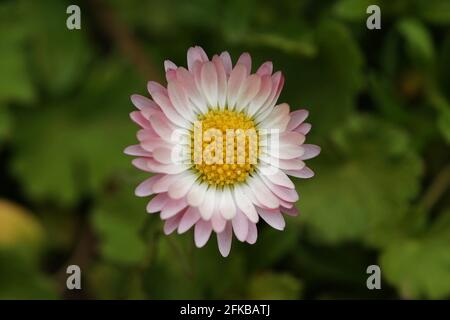 Pâquerette commune, pâquerette de pelouse, pâquerette anglaise (Bellis perennis), tête de fleur, Autriche