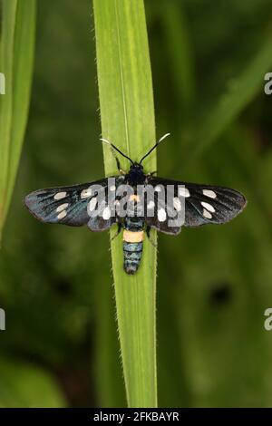 le burnett à ceinture jaune (Syntomis phegea, Amata phegea), se trouve sur une feuille, en Autriche Banque D'Images