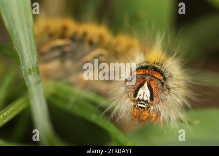 Le buveur (Philudoria potatoria, Euthrix potatoria), portrait, Autriche Banque D'Images