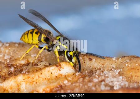 Guêpe commune (Vespula vulgaris, Paravespula vulgaris), mangeant d'un gâteau aux pommes, Allemagne Banque D'Images