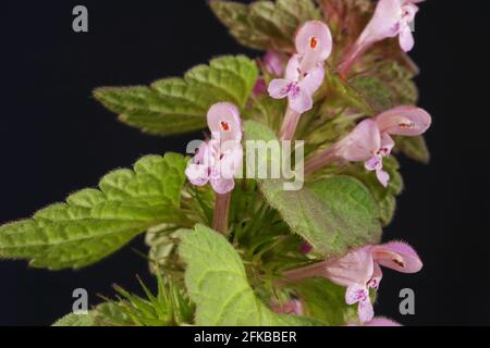 Ortie morte rouge, ortie morte pourpre (Lamium purpueum), fleurs et feuilles Banque D'Images