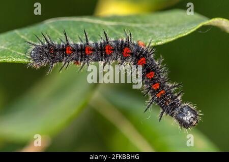 Camberwell Beauty (Nymphalis antiopa), chenille adulte sur une feuille de saule de chèvre, Allemagne, Bavière, Niederbayern, Basse-Bavière Banque D'Images