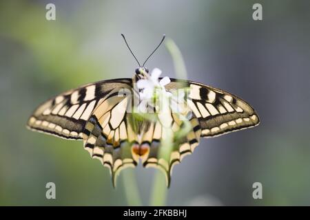 Queue de cyprès (Papilio machaon), assise à une fleur blanche, vue d'en dessous, Autriche Banque D'Images