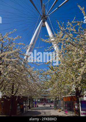 Londres, Royaume-Uni. 23 avril 2021. Le London Eye et les cerisiers en fleurs par temps chaud et clair. Banque D'Images