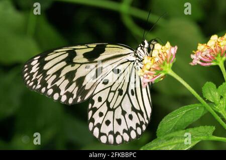 White Tree Nymph, Paper Kite, Rice Paper Butterfly (idée leuconoe), se trouve sur une fleur Banque D'Images