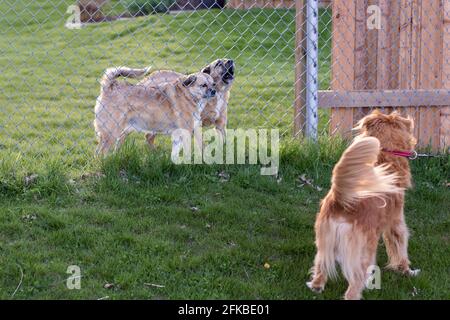 Deux chiens derrière une clôture tandis qu'un autre est devant, sur la laisse, étant tiré loin. Un des chiens derrière la clôture est aboyant et l'autre en colère. Banque D'Images