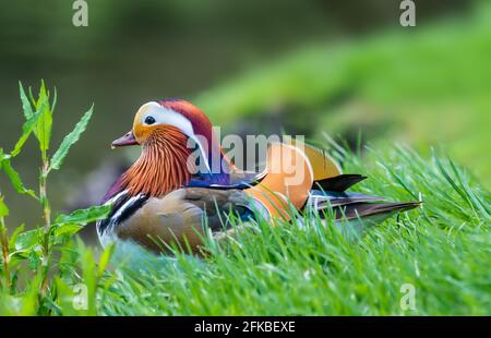 Canard Mandarin drake. Drake Canard mandarin (Aix galericulata) en plumage d'accouplement portant sur l'herbe au bord de l'eau à la fin du printemps dans le West Sussex, Royaume-Uni. Banque D'Images