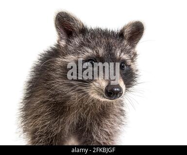 Mignon jeune raton laveur portrait, gros plan, isolé Banque D'Images
