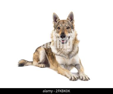 Wolfdog tchécoslovaque couché devant Banque D'Images