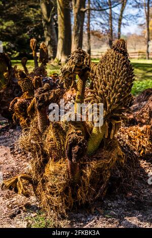 Gros plan des bourgeons printaniers d'une manucata de Gunnera au château de Scotney, dans le Kent, au Royaume-Uni Banque D'Images
