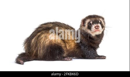 Vue arrière d'un polecat européen en regardant en arrière, isolé, furet Banque D'Images