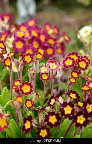 Un grand lit de fleurs de printemps, avec des primrosiers qui fleurissent dans différentes couleurs. Banque D'Images