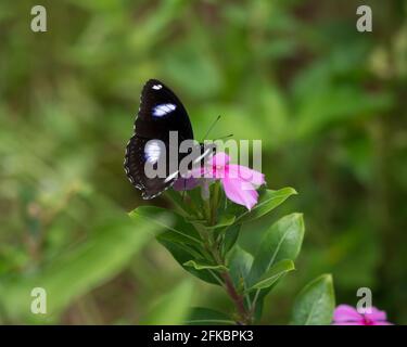 Un papillon bleu de lune (Hypolimnas bolina), reposant sur une fleur périWinkle dans le jardin. Également connu sous le nom de grande mouche d'aubergine ou de mouche d'aubergine commune. Banque D'Images