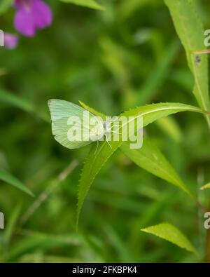 Accent sélectif sur un émigrant de citron (Catophsilia pomona) papillon. Également connu sous le nom d'émigrant commun. Reposant sur une longue feuille dans le jardin de Mangalior Banque D'Images