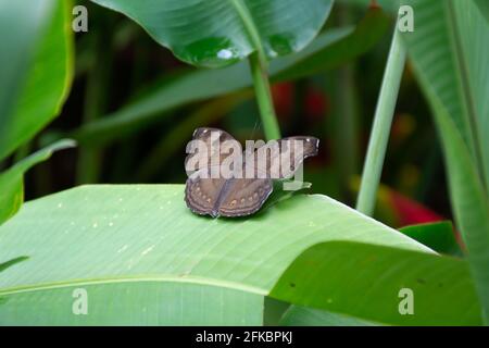 Un Pansy au chocolat (Junonia ifita), également appelé papillon de soldat au chocolat reposant sur une grande feuille dans un jardin à Mangalore à Karnataka, en Inde. Banque D'Images