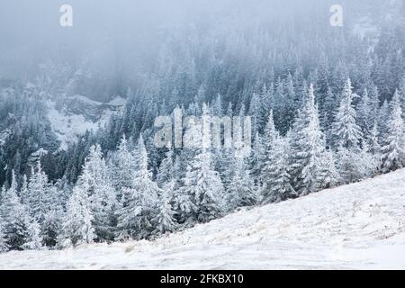 Massif du Ceahlau en hiver, Carpates orientales, Comté de Neamt, Moldavie, Roumanie, Europe Banque D'Images